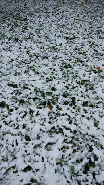 First Snow Covered Everything Flowers Grass Trees — Stock Photo, Image