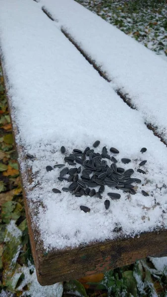 Primeira Neve Cobriu Tudo Redor Flores Grama Árvores — Fotografia de Stock