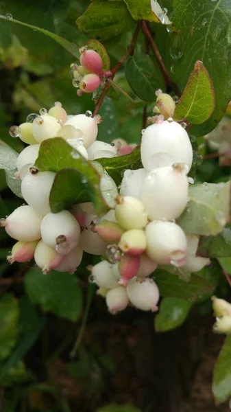 Schneebeere Nach Dem Regen Mit Wassertropfen Auf Blättern Und Beeren — Stockfoto