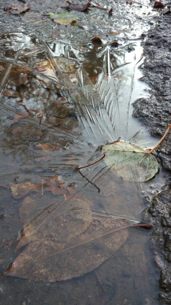 Morning Frost Hit Frozen Puddles Leaves Reflections Ice — Stock Photo, Image