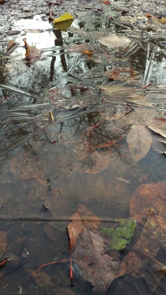 霜冻袭来 冰冷的水坑 树叶和冰上的倒影 — 图库照片