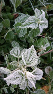 Sabah ayazıyla kaplı bitki yaprakları.. 