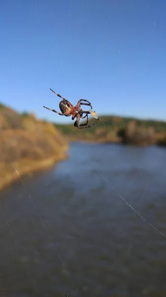 Die Spinne Webte Ein Netz Über Den Fluss — Stockfoto