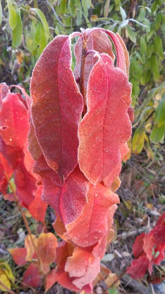 Feuilles Plantes Couvertes Givre Matinal — Photo