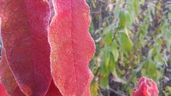 早霜覆盖的植物叶子 — 图库照片