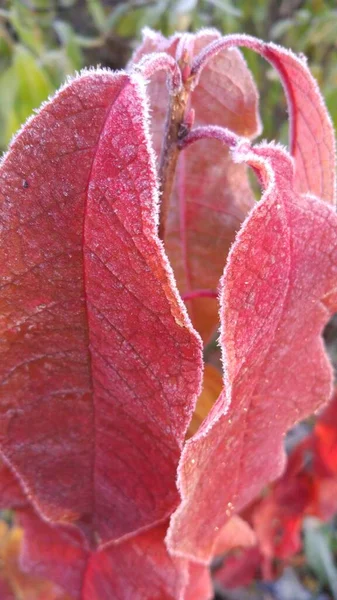 早霜覆盖的植物叶子 — 图库照片