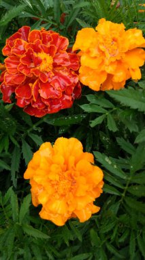 Sonbaharın son çiçekleri. Kadife çiçekleri.