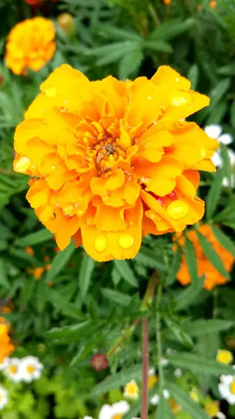 Las Últimas Flores Del Otoño Caléndulas —  Fotos de Stock