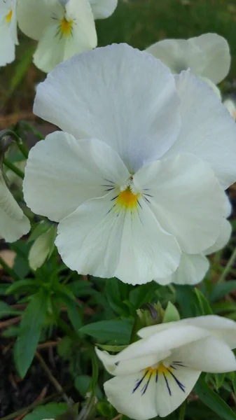 Últimas Flores Outono Pansies — Fotografia de Stock