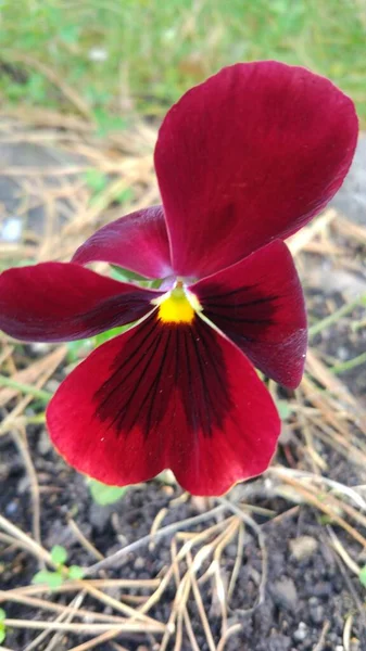 Last Flowers Autumn Pansies — Stock Photo, Image