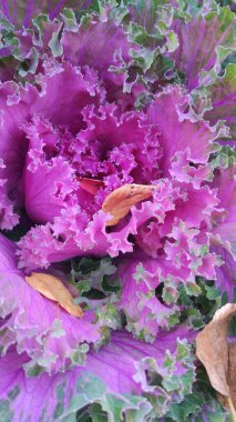 Sonbaharın başlangıcı. Sarı huş yapraklı dekoratif lahana.