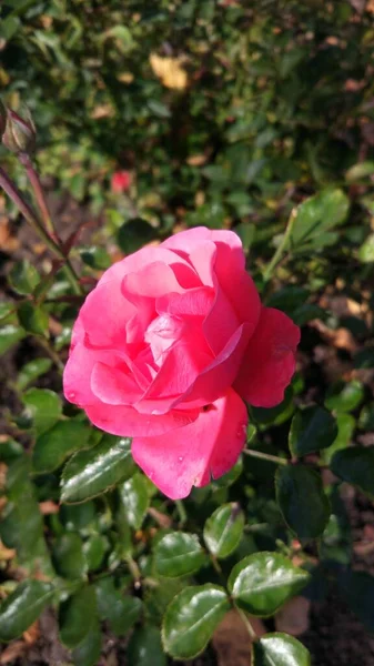 Las Últimas Flores Otoño Son Rosas Macizo Flores Cerca Casa —  Fotos de Stock