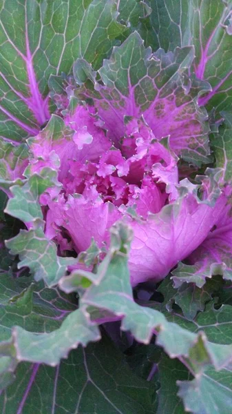 Het Begin Van Herfst Decoratieve Kool Met Gele Berkenbladeren — Stockfoto