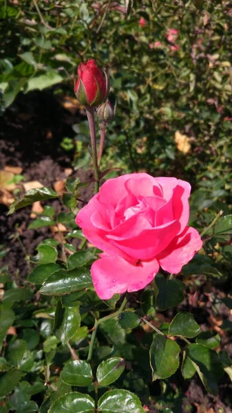 Τελευταία Φθινοπωρινά Λουλούδια Είναι Τριαντάφυλλα Ένα Παρτέρι Κοντά Στο Σπίτι — Φωτογραφία Αρχείου