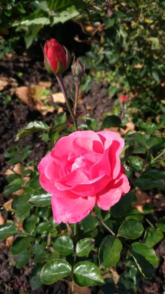 Τελευταία Φθινοπωρινά Λουλούδια Είναι Τριαντάφυλλα Ένα Παρτέρι Κοντά Στο Σπίτι — Φωτογραφία Αρχείου