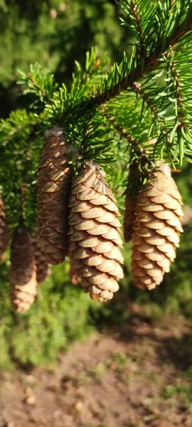 Cones Abeto Diferentes Condições Climáticas Sob Diferentes Condições Iluminação — Fotografia de Stock