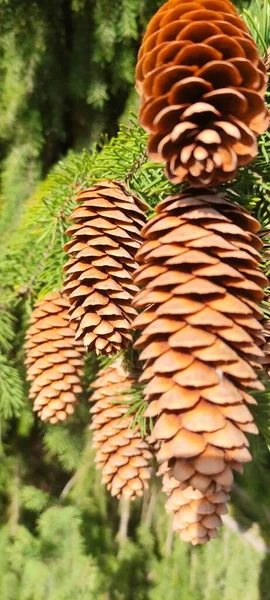 Fir Cones Different Weather Conditions Different Lighting Conditions — Stock Photo, Image