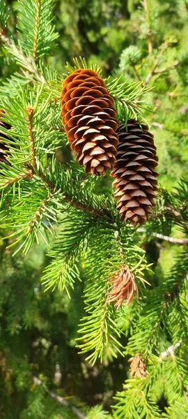 Cones Abeto Diferentes Condições Climáticas Sob Diferentes Condições Iluminação — Fotografia de Stock