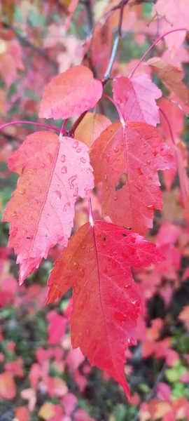 Herbstblätterfall Viele Gelbe Rote Kastanienbraune Blätter — Stockfoto