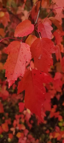 Sonbahar Yaprakları Dökülüyor Bir Sürü Sarı Kırmızı Kestane Rengi Yapraklar — Stok fotoğraf