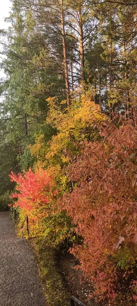 Осенний Лист Опадает Много Желтых Красных Бордовых Листьев — стоковое фото