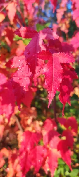 Podzimní Listí Padá Hodně Žlutých Červených Kaštanových Listů — Stock fotografie