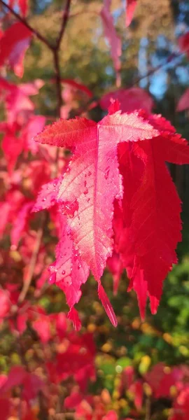 Otoño Caída Hoja Muchas Hojas Amarillas Rojas Granate —  Fotos de Stock