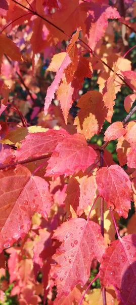 Podzimní Listí Padá Hodně Žlutých Červených Kaštanových Listů — Stock fotografie
