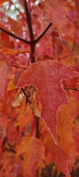 Herfstblad Valt Veel Gele Rode Kastanjebruine Bladeren — Stockfoto