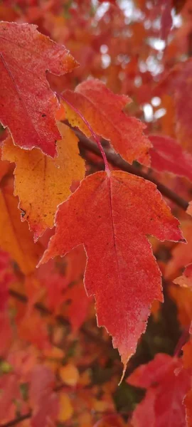 Herfstblad Valt Veel Gele Rode Kastanjebruine Bladeren — Stockfoto