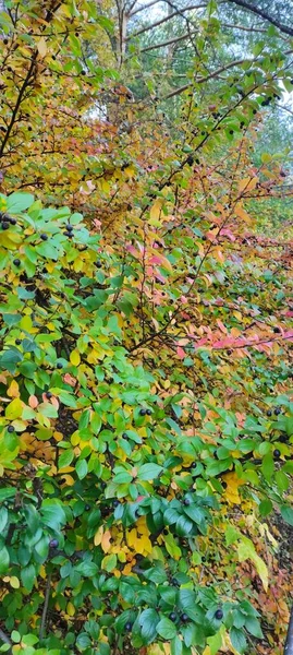 Automne Chute Des Feuilles Beaucoup Feuilles Jaunes Rouges Marron — Photo