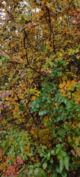 秋天落叶 许多黄色 栗色的叶子 — 图库照片