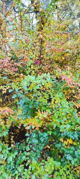 Automne Chute Des Feuilles Beaucoup Feuilles Jaunes Rouges Marron — Photo