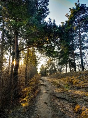 Sabah erken saatlerde ladin ormanları, güneş ışınları, uyanan yaşam, Rus ormanı, Nizhny Novgorod bölgesi, 2019. 