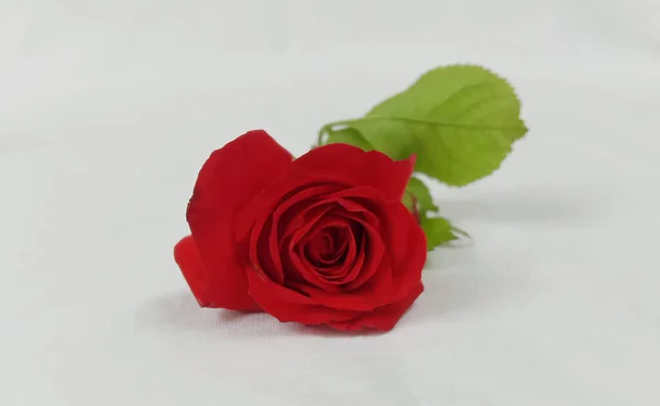 Hermosa Flor Rosas Las Rosas Rojas Son Naturales Flor Rosa — Foto de Stock