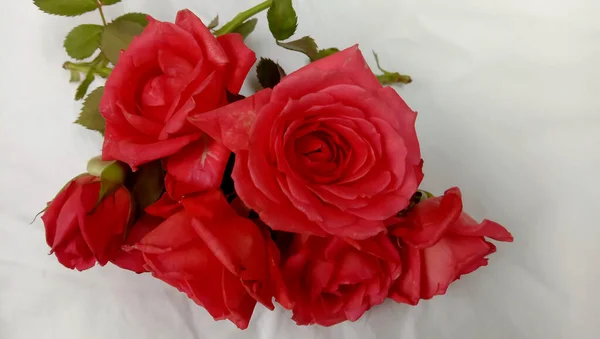 Rote Rosen Sind Natürliche Rosenblume Verwendet Hochzeitsblumen Und Valentinstag Valentinstag — Stockfoto