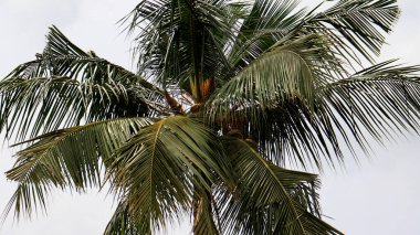 Hindistan cevizi ağacı. Hindistan cevizi veren uzun palmiye ağacı. Tropik bölgelerde vatandaşlığa kabul edilmiş..