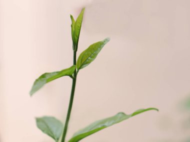 Kükreyen küçük bitki kenarı