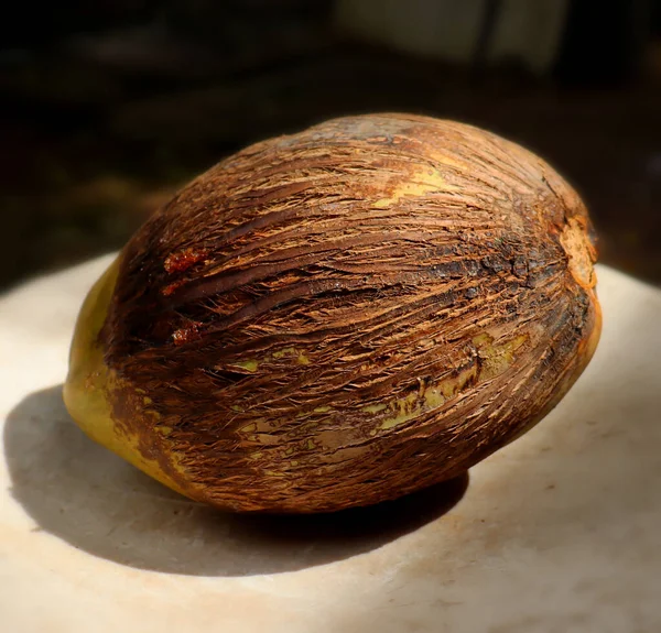 Kokos Jest Duży Owalny Brązowy — Zdjęcie stockowe