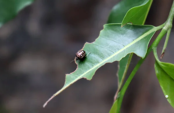 Pequeno Inseto Comendo Folha Verde — Fotografia de Stock