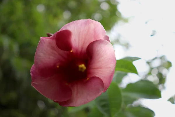 Κόκκινο Λουλούδι Είναι Λουλούδι Στον Κήπο Όμορφο Φυσικό — Φωτογραφία Αρχείου