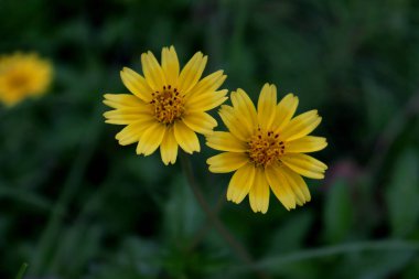 Yeşil arka planda iki sarı ayçiçeği
