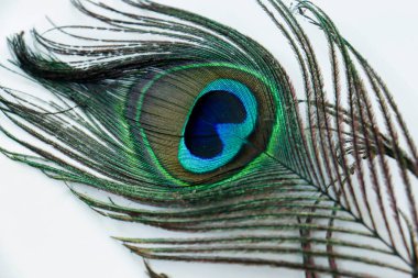 Tavuskuşu tüyü beyaz arka planda çok güzel görünüyor.