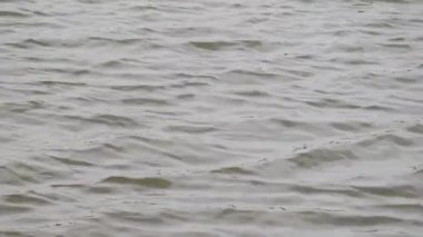 Gölde yüzen güzel su dalgaları ve gölde hareket eden su