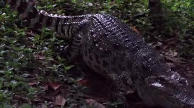 Timsah küçük bir yürüyüş ve yerde otur.