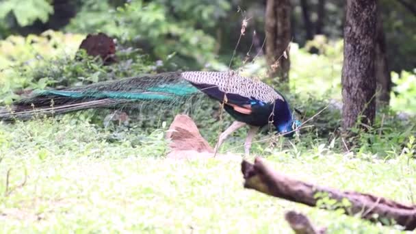 Prachtige Peacock Wandeling Het Zoeken Naar Voedsel — Stockvideo