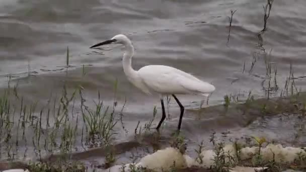 Prachtige Watergolven Stromen Het Meer Waarin Een Van Kranen Zoek — Stockvideo