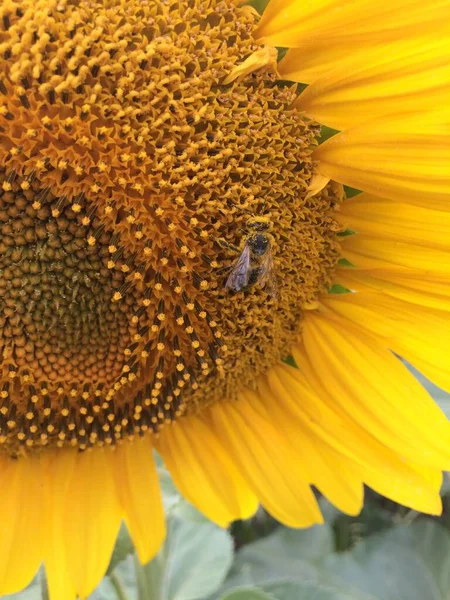 Belle abeille miel collecte nectar de brillant et voyante grande tête de tournesol jaune gros plan. — Photo