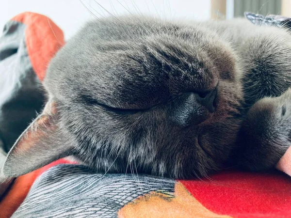 El pequeño gato durmiendo confortable. Debe estar soñando qué saborear. — Foto de Stock