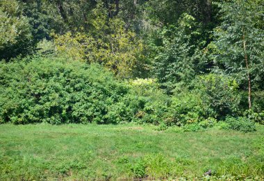 Ağaçlarla çevrili yaz ormanı